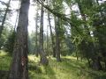Foret - 1024x768 - 652 ko